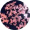 Polyester Glitter - Pink Ribbons Glitter Shape by Glitter Heart Co.™